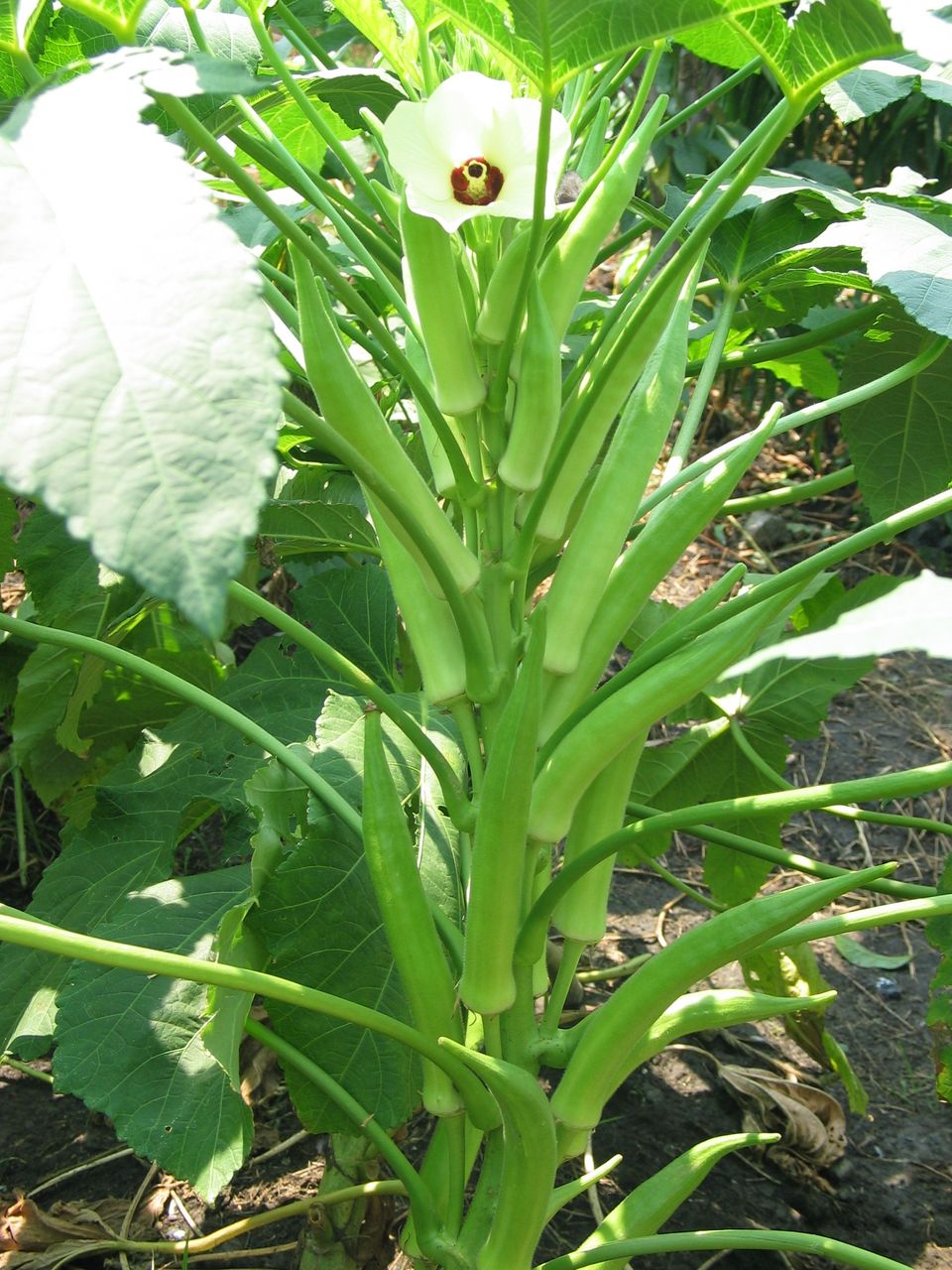 8月份佳裕公司推薦您多吃這菜，孩子多吃還能有利視力